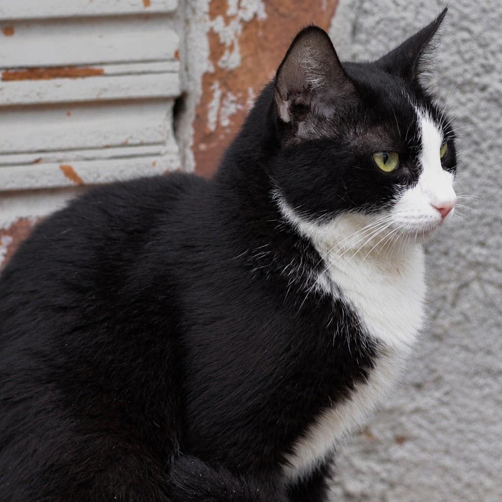 Anitta, gato para adoção em Ibitinga - SP — foto 2 de 2
