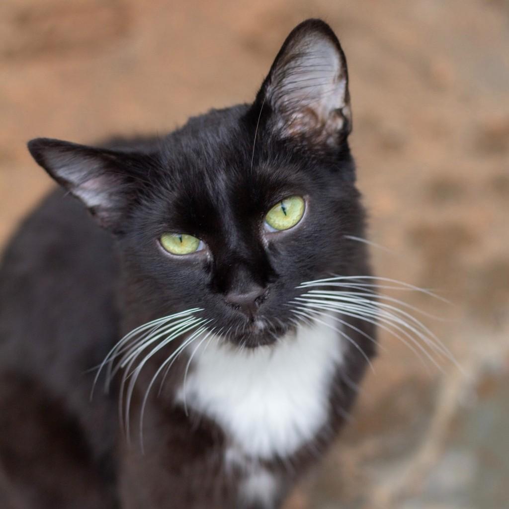 Rage, gato de porte pequeno para adoção em Ibitinga - SP