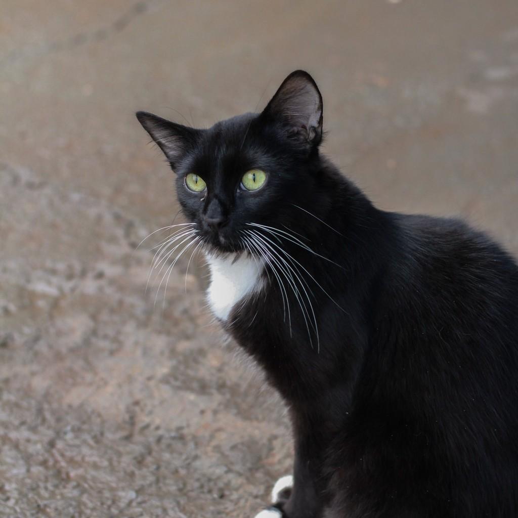 Rage, gato de porte pequeno para adoção em Ibitinga - SP — foto 2 de 2