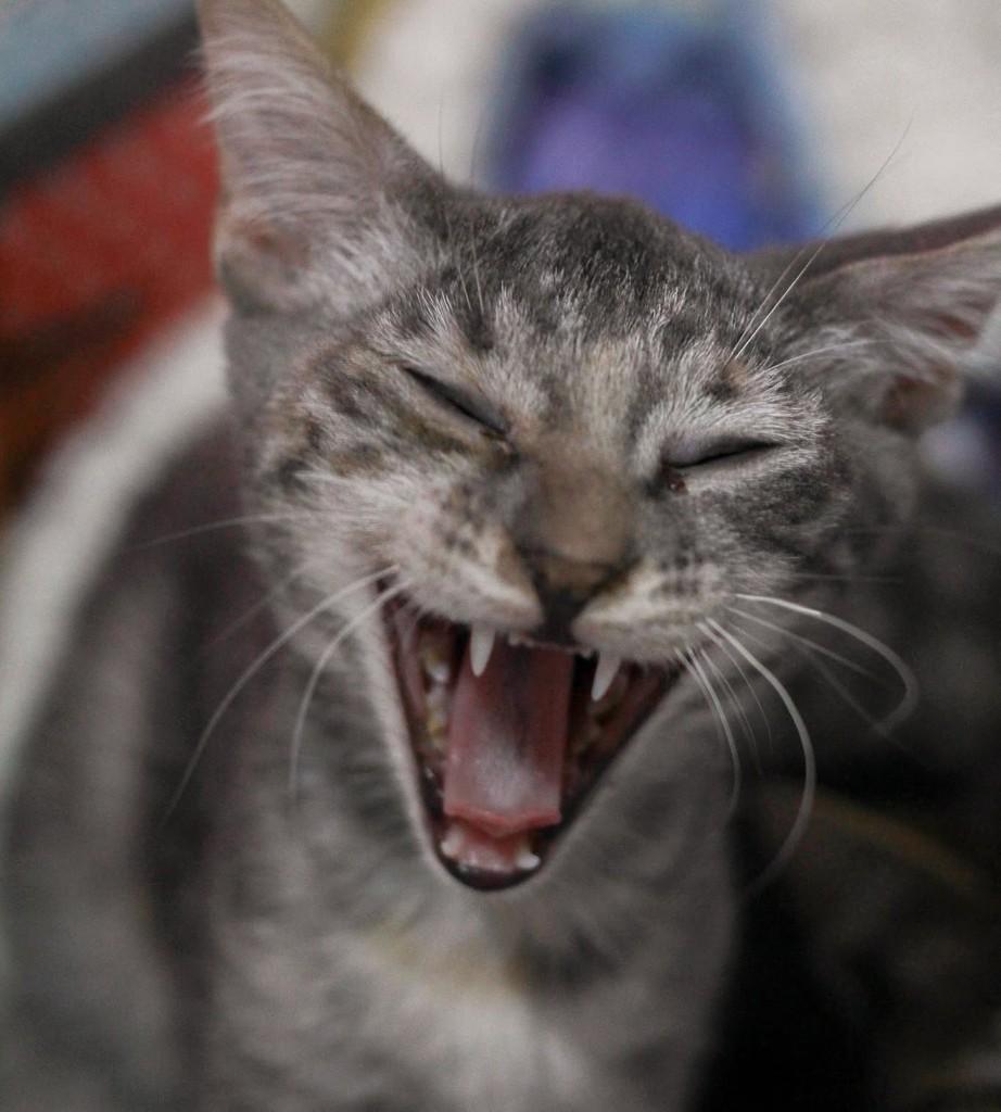 Parsa, gato de porte pequeno para adoção em Ibitinga - SP