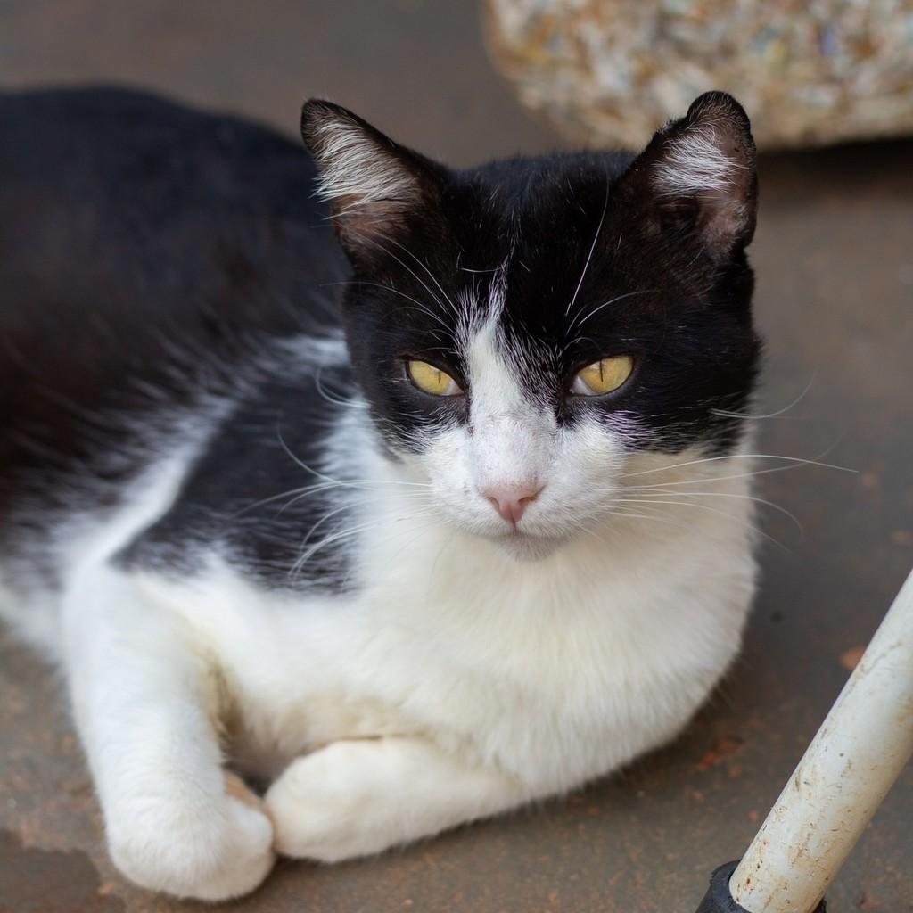 Afonso, gato para adoção em Ibitinga - SP