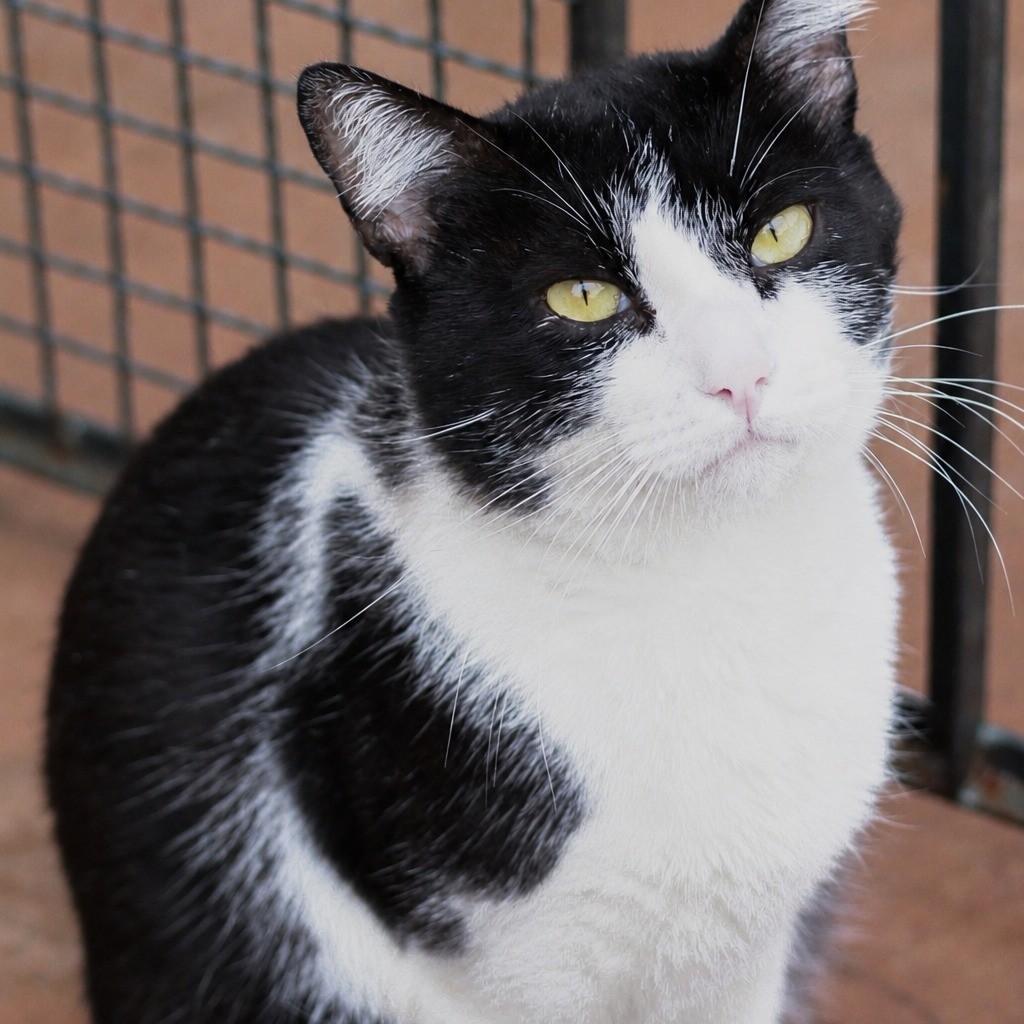 Afonso, gato para adoção em Ibitinga - SP — foto 2 de 4