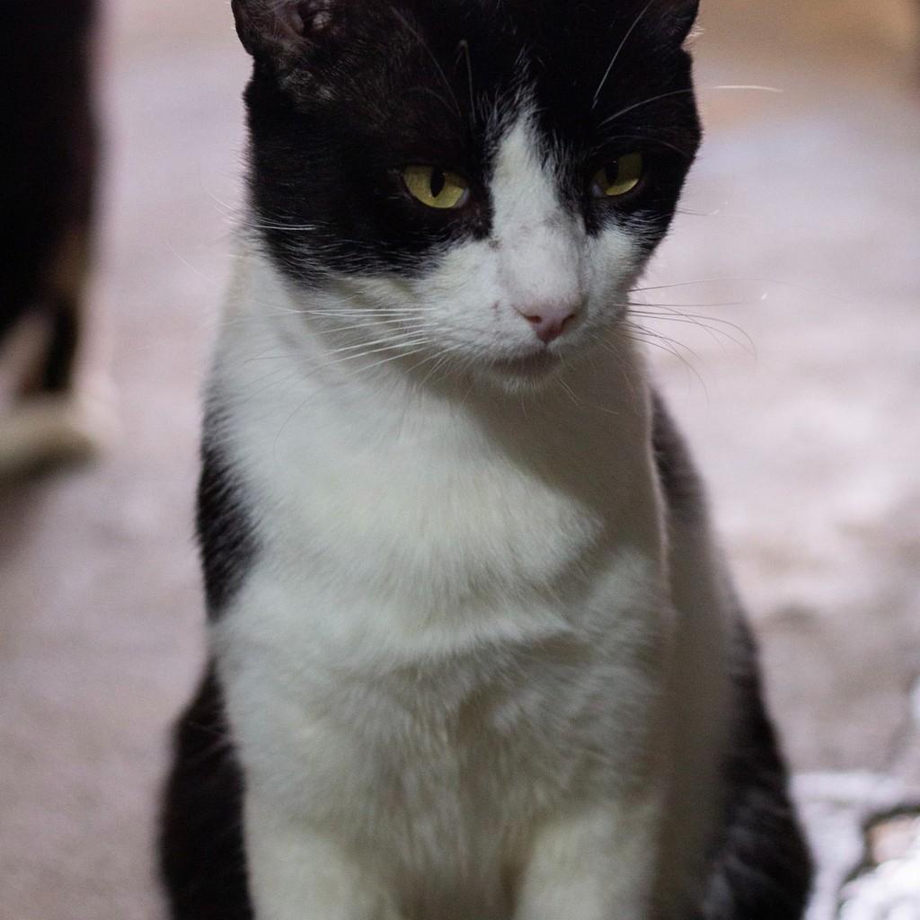 Afonso, gato para adoção em Ibitinga - SP — foto 3 de 4