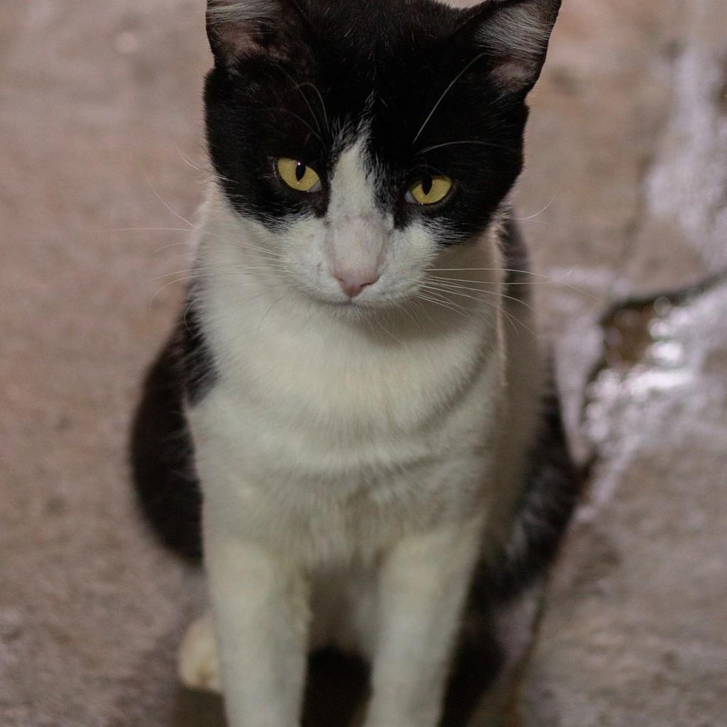 Afonso, gato para adoção em Ibitinga - SP — foto 4 de 4