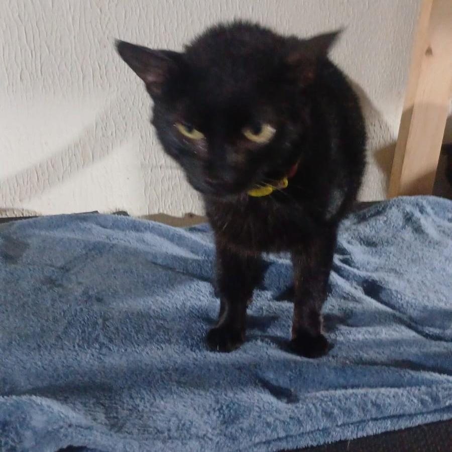 Lucycreydy, gata de porte pequeno para adoção em Ibitinga - SP