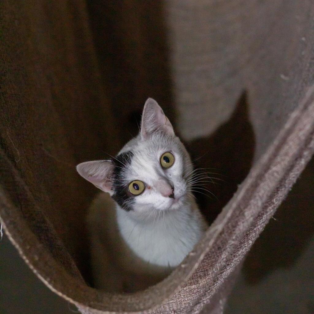 Clara, gata de porte médio para adoção em Ibitinga - SP