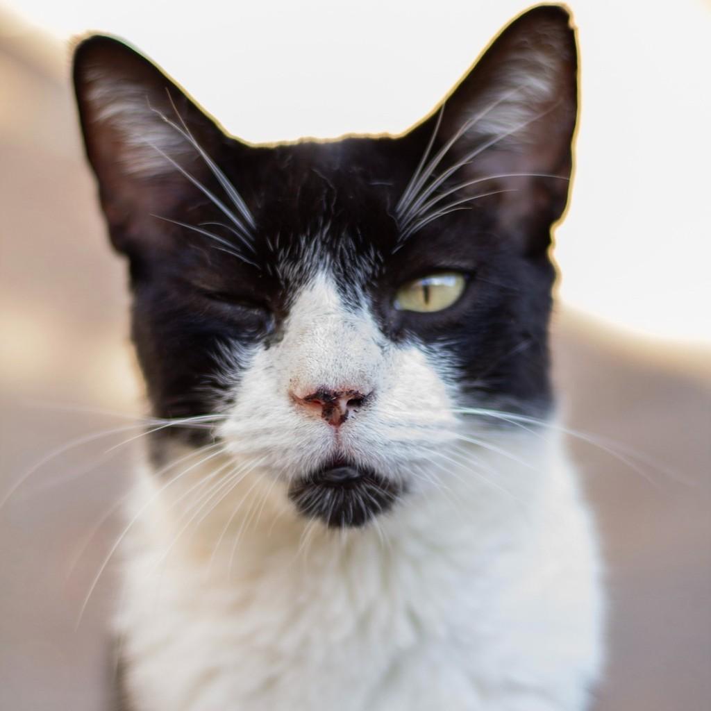 Véiu, gato de porte médio para adoção em Ibitinga - SP