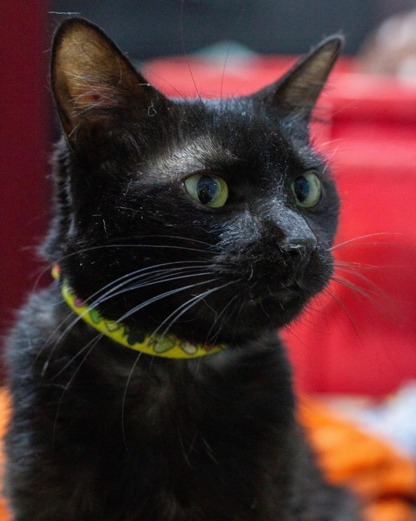 Lavive, gata para adoção em Ibitinga - SP