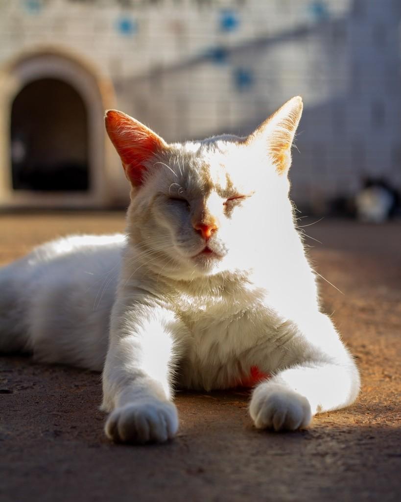 Gustavo, gato de porte médio para adoção em Ibitinga - SP