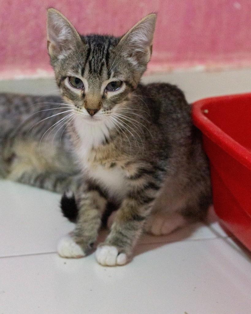 Tahir Lekesiz, gato de porte pequeno para adoção em Ibitinga - SP