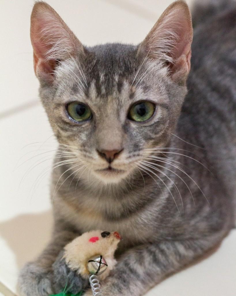 Parça, gato de porte pequeno para adoção em Ibitinga - SP
