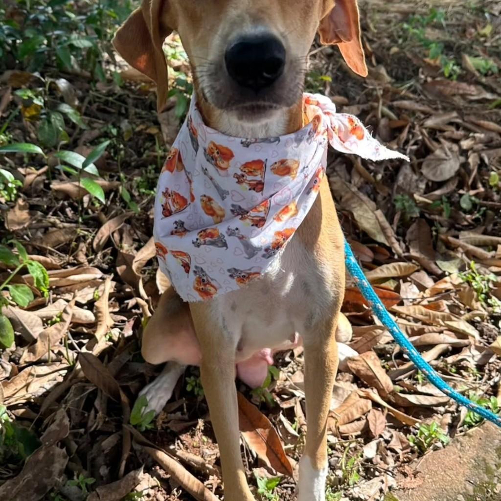 Valentina, cadela de porte médio para adoção em Patos de Minas - MG