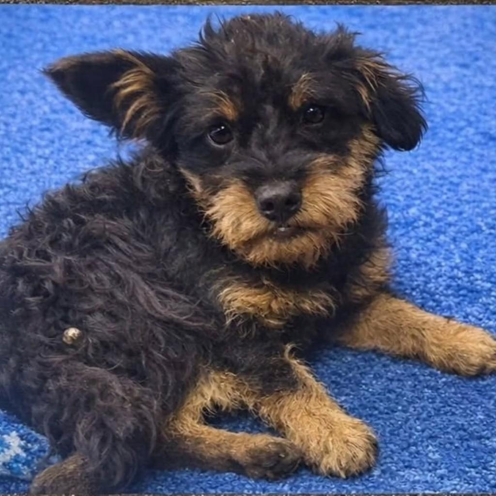 Fiapinho, cachorro de porte pequeno para adoção em Patos de Minas - MG