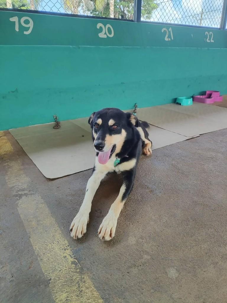 Lobo, cachorro de porte médio para adoção em Patos de Minas - MG