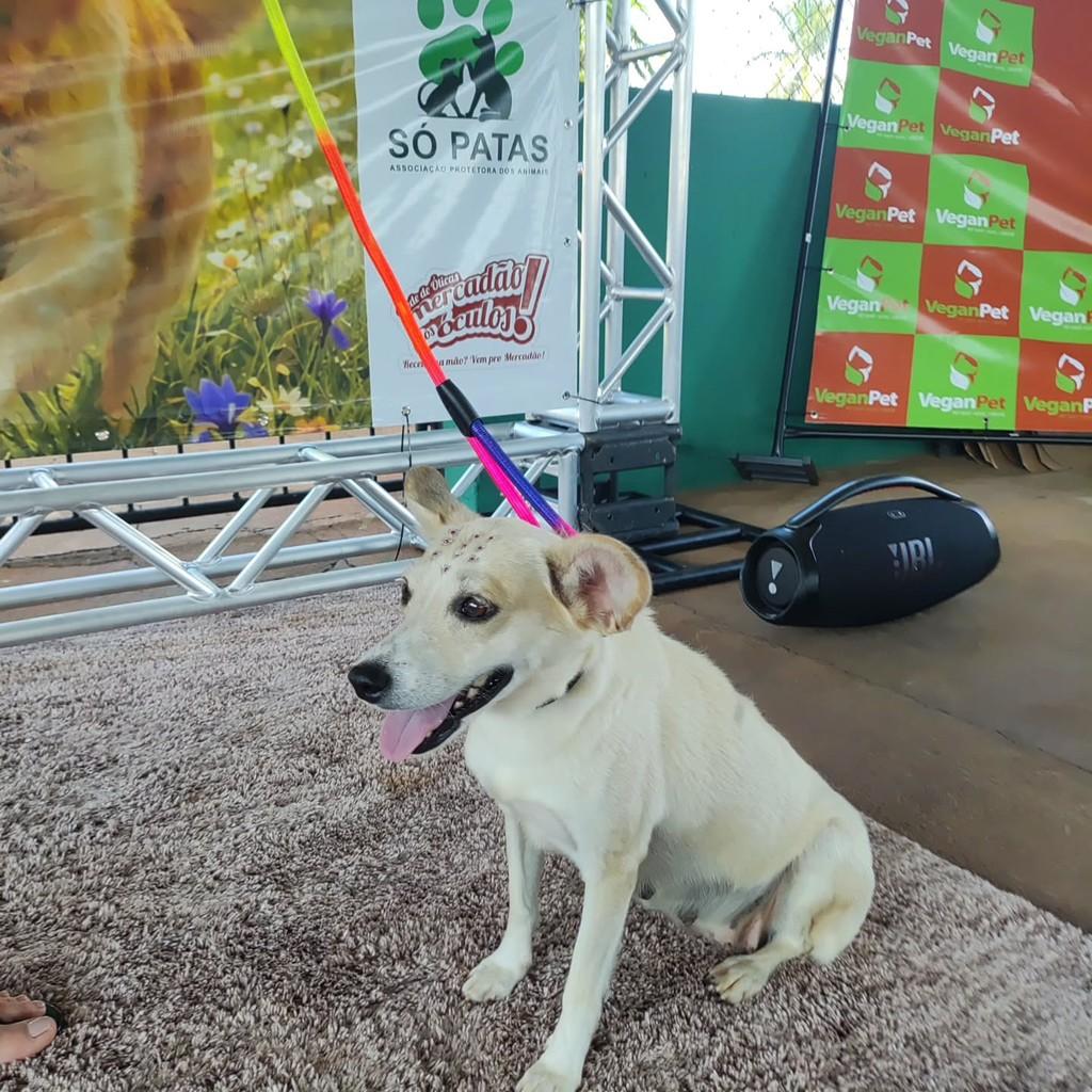 Linda, cachorro de porte médio para adoção em Patos de Minas - MG