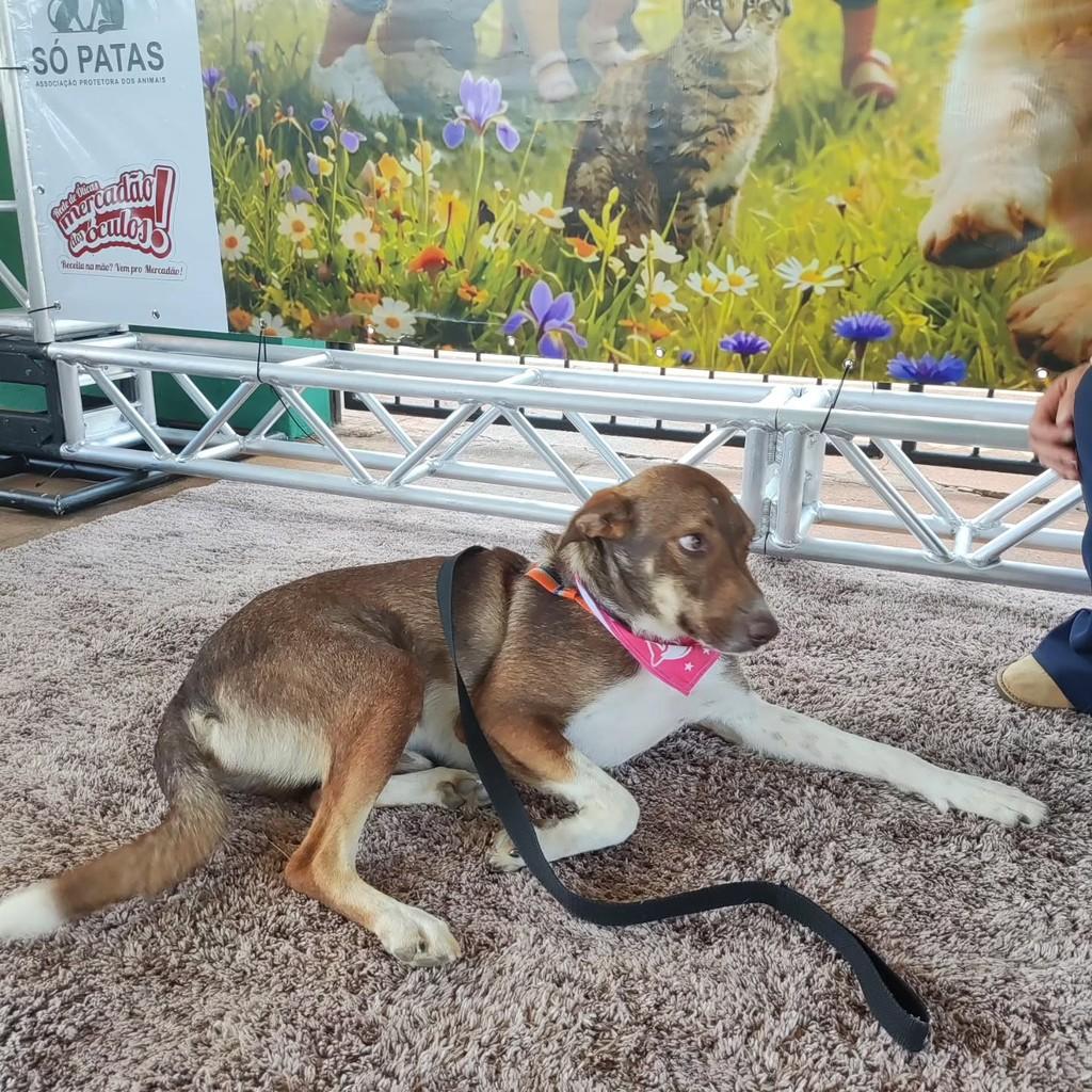 Max, cachorro de porte médio para adoção em Patos de Minas - MG