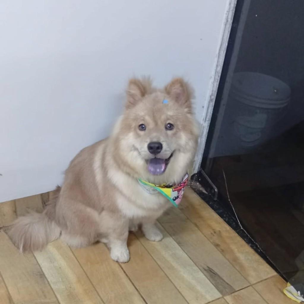 Luke, cachorro de porte médio para adoção em Patos de Minas - MG