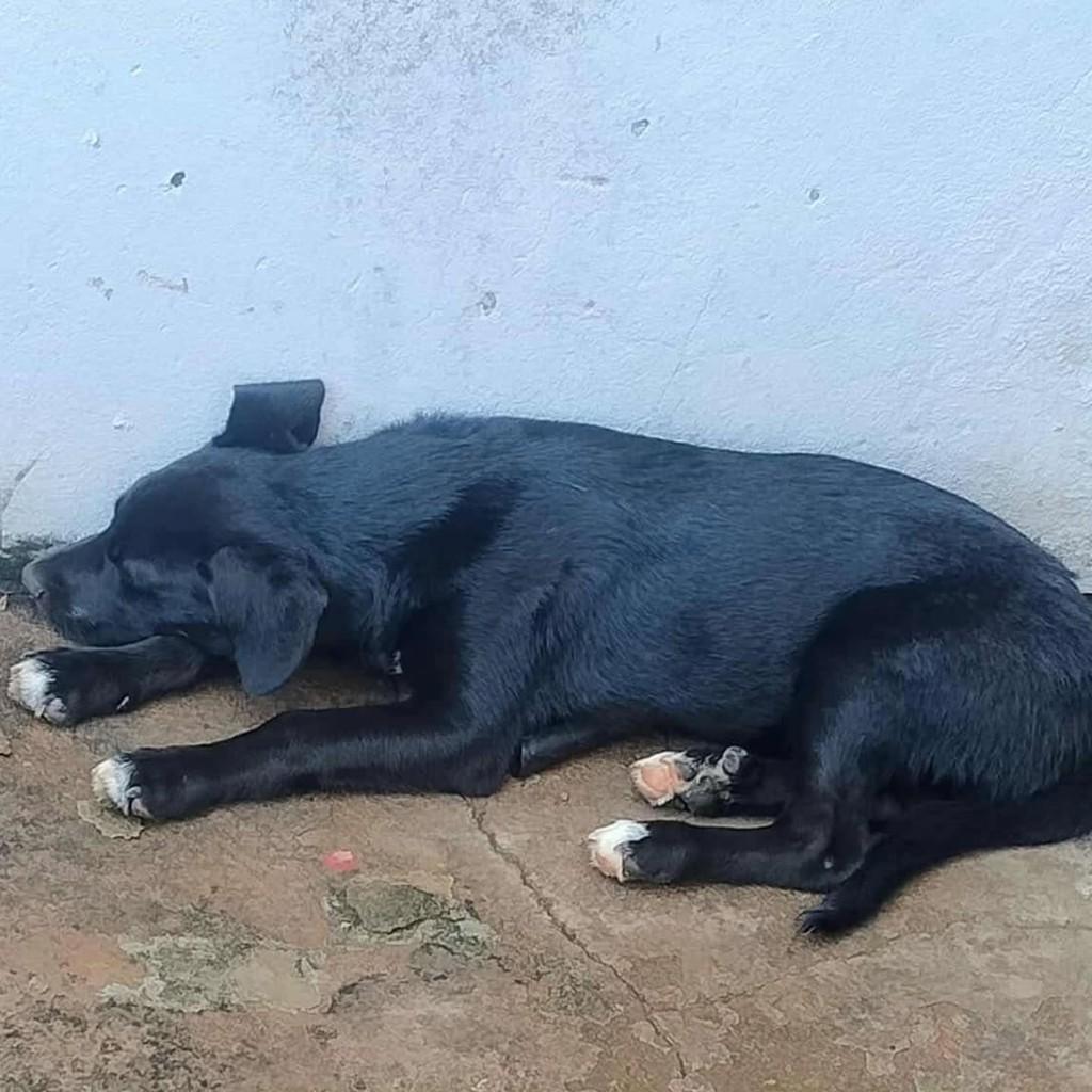 Negão, cachorro de porte médio para adoção em Patos de Minas - MG