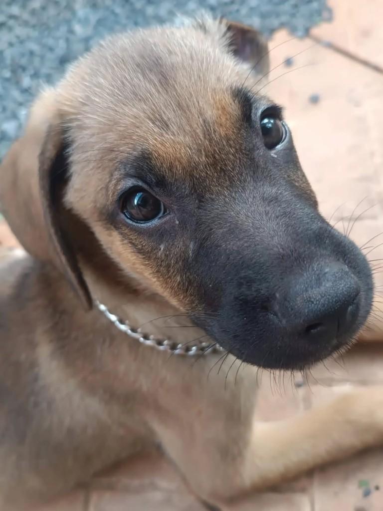 Fofinho, cachorro de porte pequeno para adoção em Patos de Minas - MG