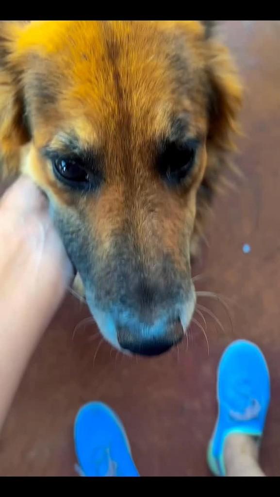 Maya, cachorro de porte pequeno para adoção em Patos de Minas - MG