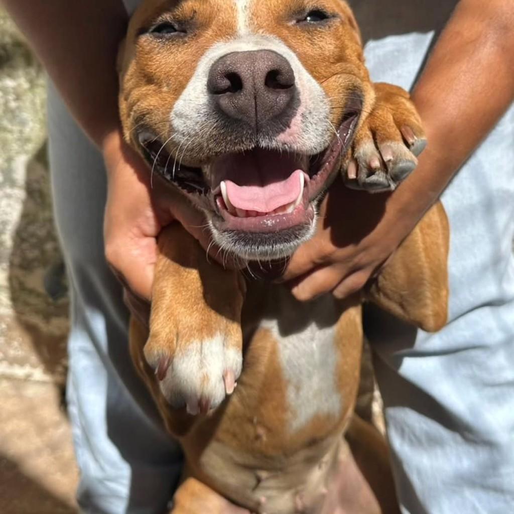 Kira, cadela de porte médio para adoção em Patos de Minas - MG