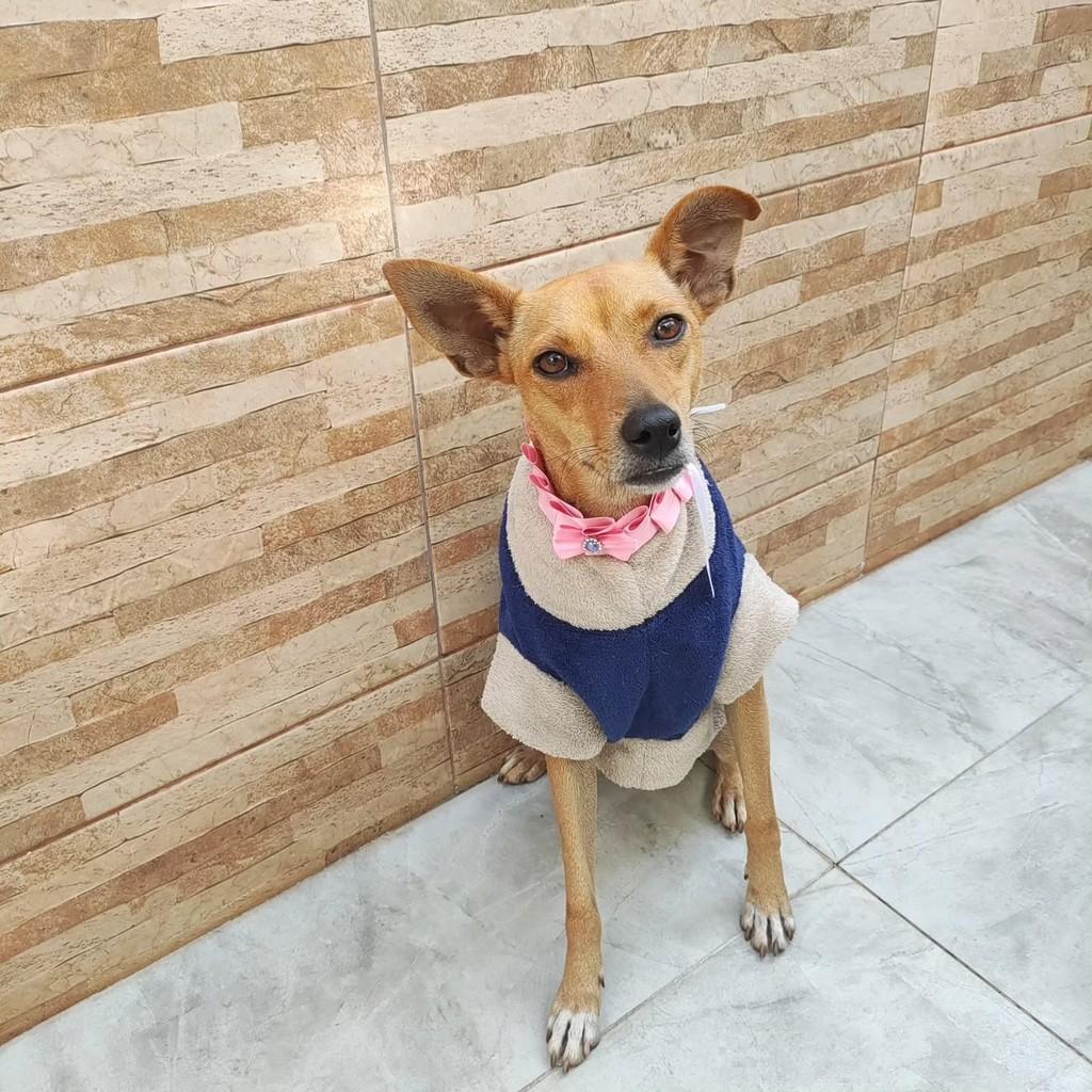 Mabel, cadela de porte pequeno para adoção em Patos de Minas - MG
