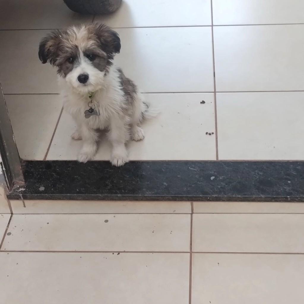 Lindinha, cadela de porte pequeno para adoção em Patos de Minas - MG