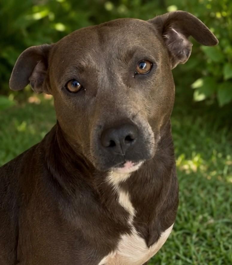 Olívia, cachorro de porte médio para adoção em Patos de Minas - MG