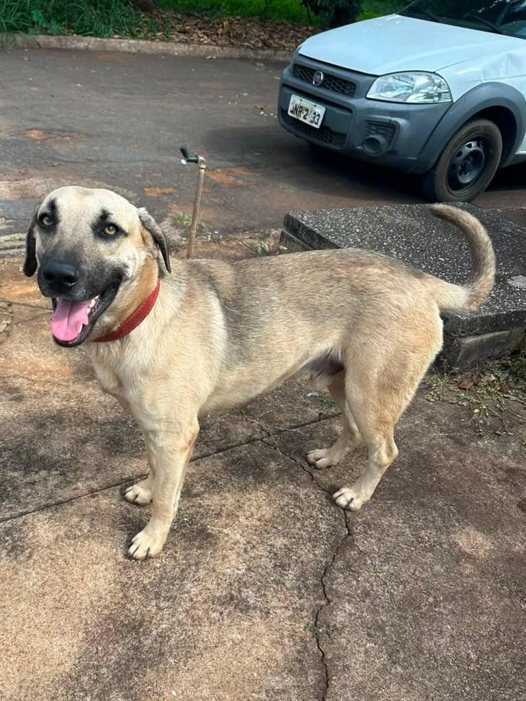 Zeus, cachorro de porte médio para adoção em Patos de Minas - MG