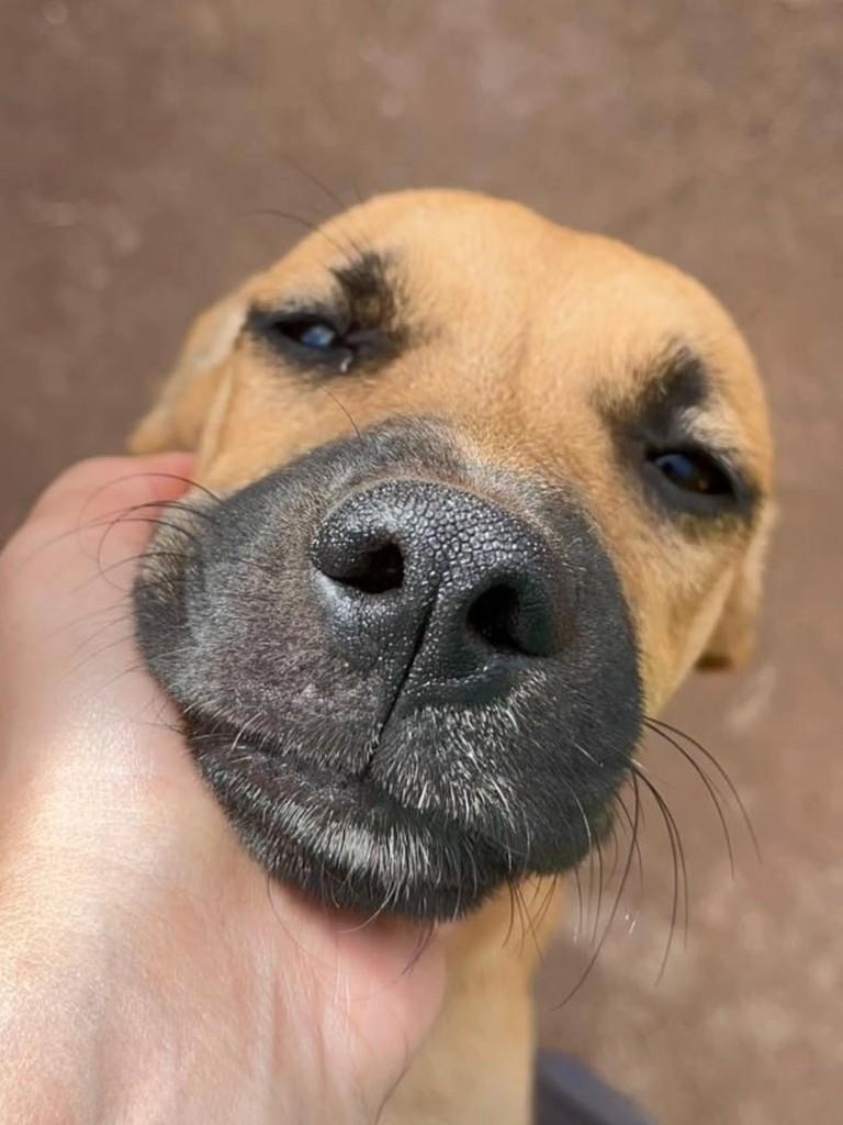 Belinha, cadela de porte médio para adoção em Patos de Minas - MG