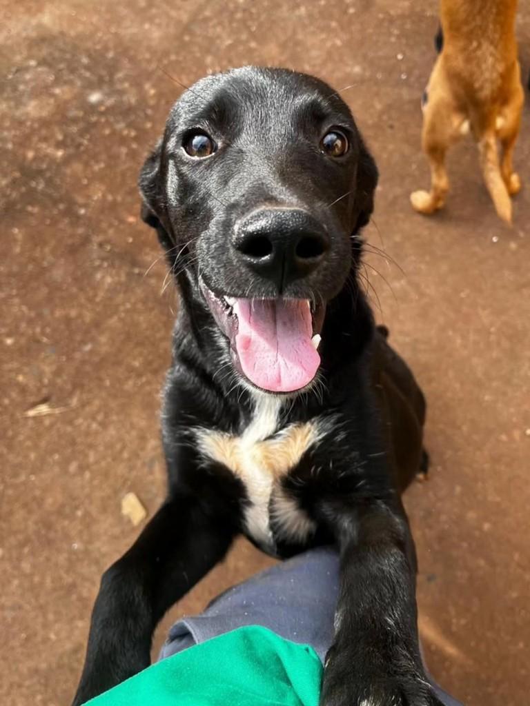 Chocolate, cachorro de porte médio para adoção em Patos de Minas - MG
