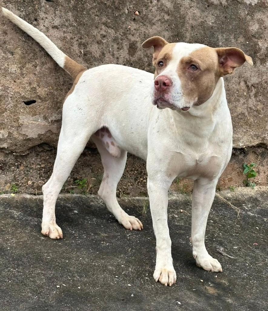 Dog, cachorro de porte médio para adoção em Patos de Minas - MG