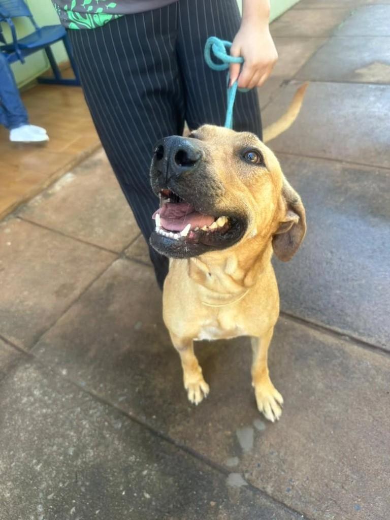 Caramelo, cachorro de porte médio para adoção em Patos de Minas - MG