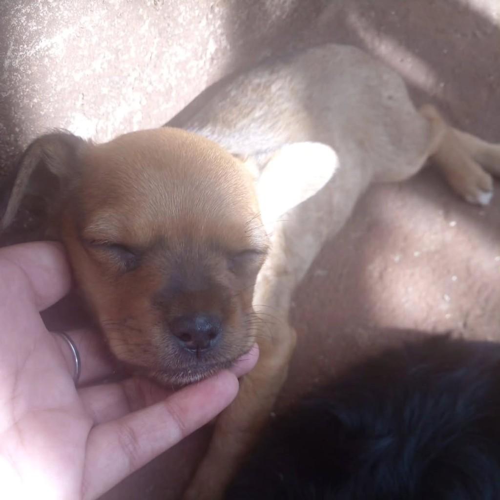 Marrom, cachorro de porte pequeno para adoção em Patos de Minas - MG