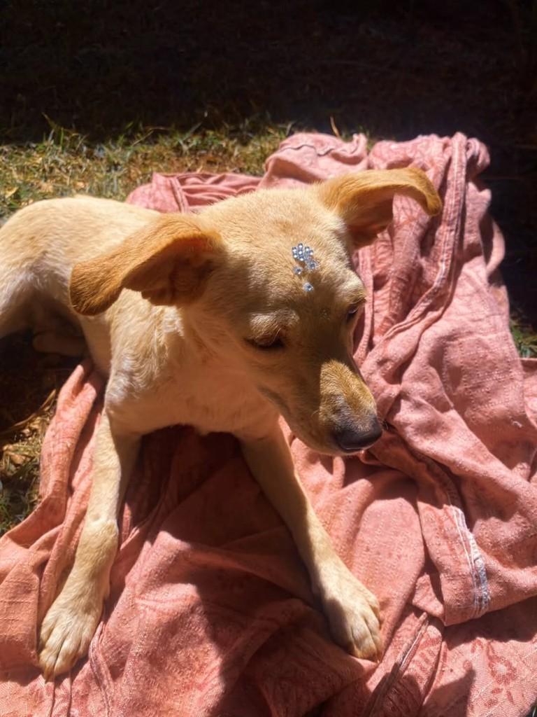 Cachorrinha, cadela de porte pequeno para adoção em Patos de Minas - MG