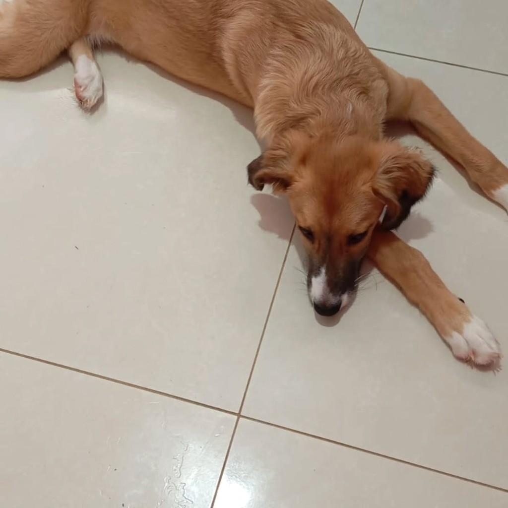 Merliah, cachorro de porte médio para adoção em Patos de Minas - MG