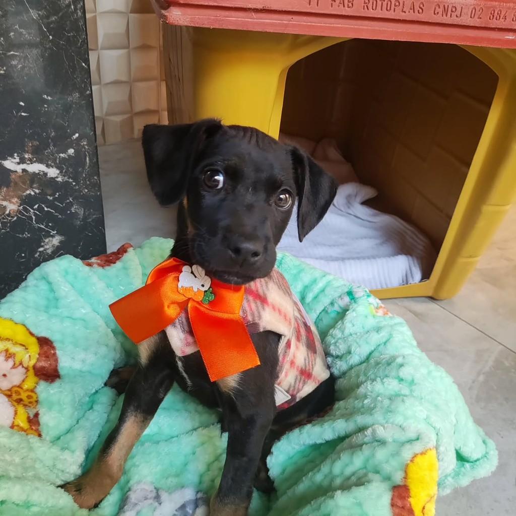 Pretinho, cachorro de porte pequeno para adoção em Patos de Minas - MG