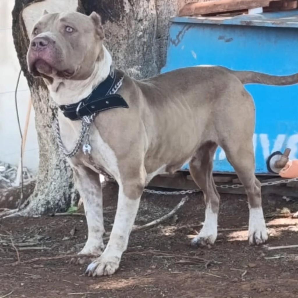 Layla, cadela de porte médio para adoção em Patos de Minas - MG
