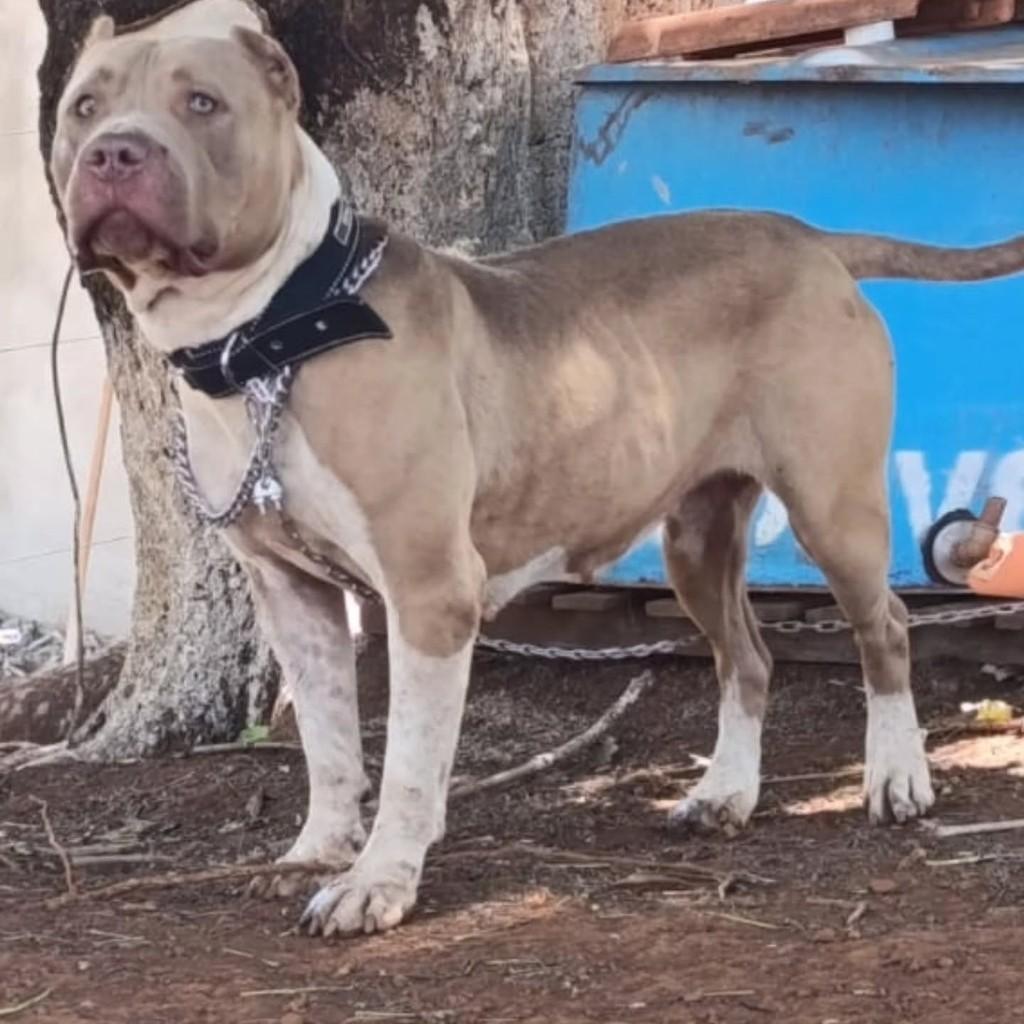 Layla, cadela de porte médio para adoção em Patos de Minas - MG — foto 2 de 3