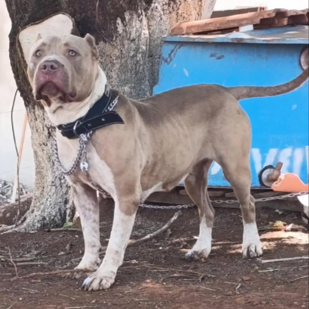 Layla, cadela de porte médio para adoção em Patos de Minas - MG — foto 3 de 3