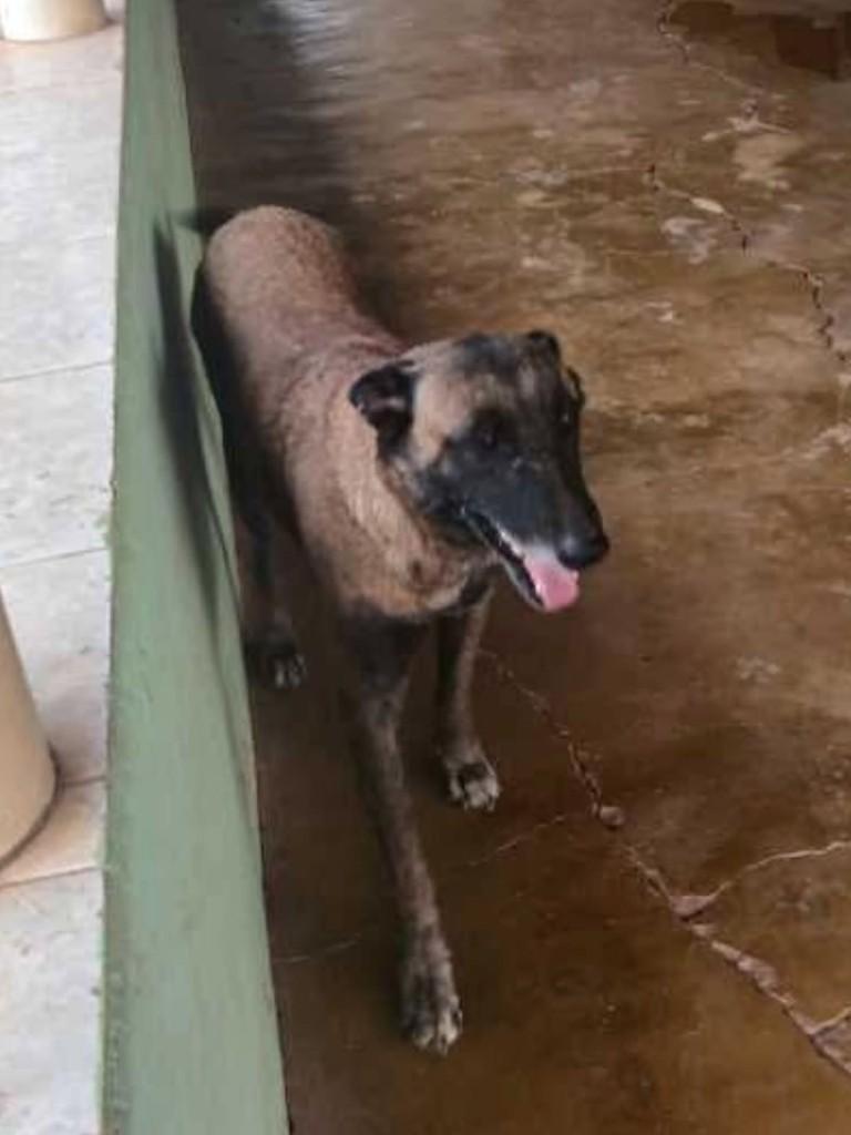 Pastor Malinois, cachorro de porte grande para adoção em Patos de Minas - MG