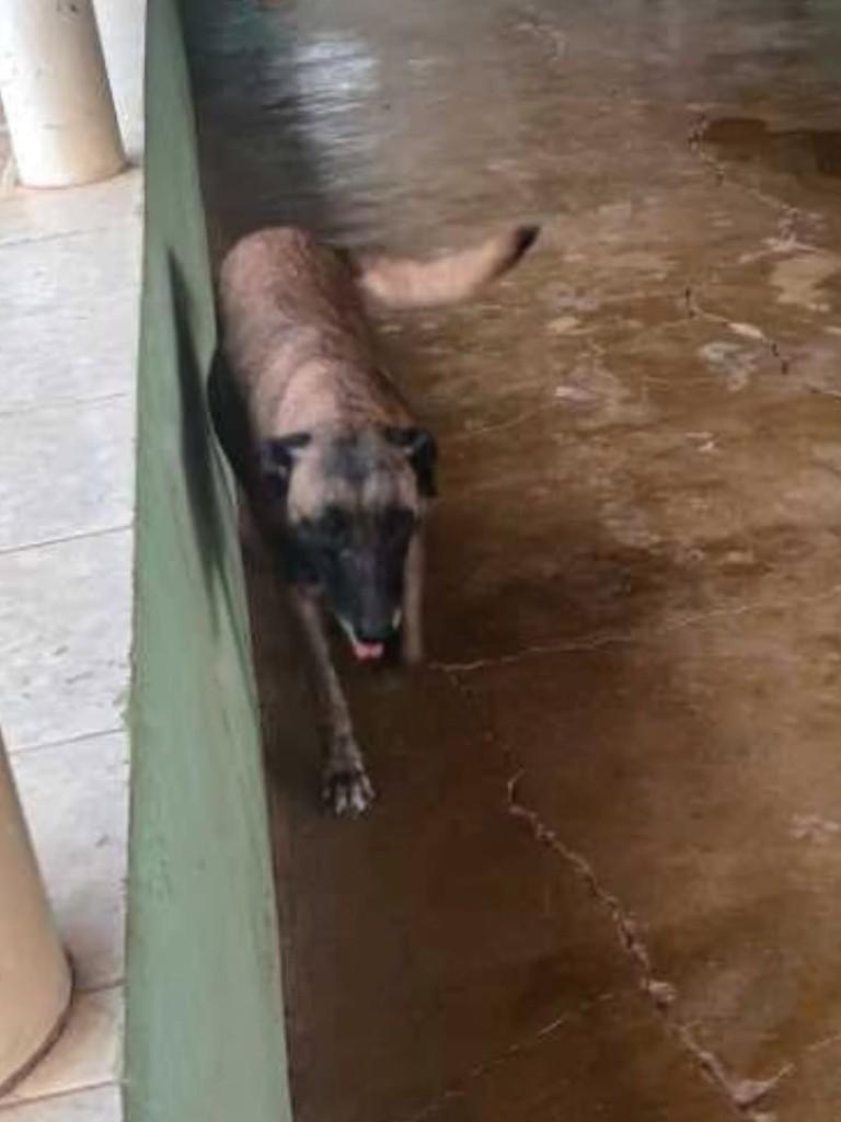 Pastor Malinois, cachorro de porte grande para adoção em Patos de Minas - MG — foto 2 de 3
