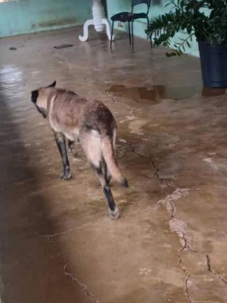 Pastor Malinois, cachorro de porte grande para adoção em Patos de Minas - MG — foto 3 de 3