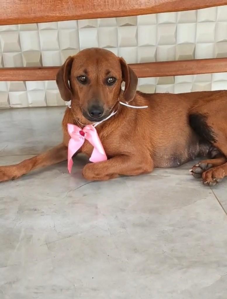Estrela, cadela de porte médio para adoção em Patos de Minas - MG