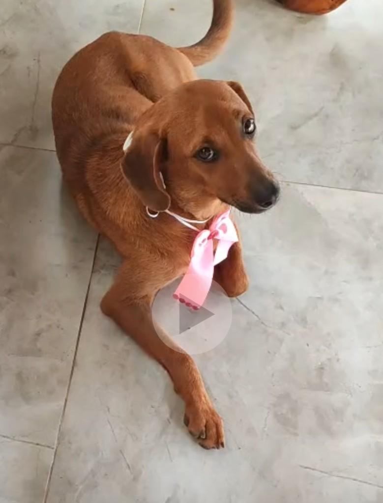 Estrela, cadela de porte médio para adoção em Patos de Minas - MG — foto 2 de 3
