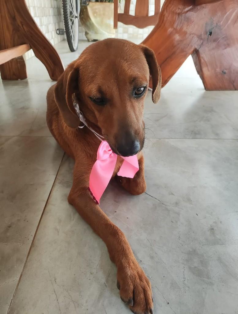 Estrela, cadela de porte médio para adoção em Patos de Minas - MG — foto 3 de 3