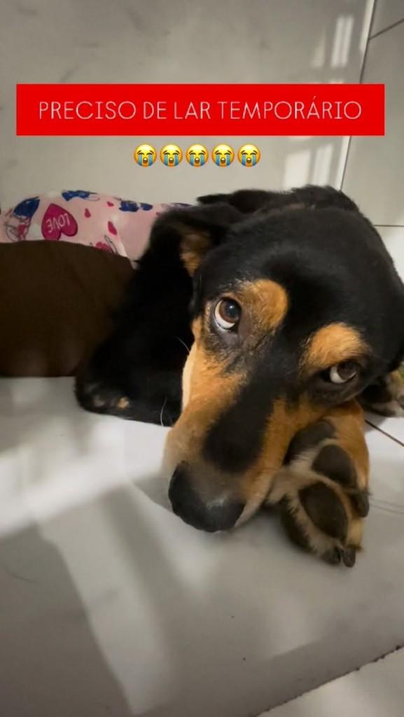 Esperanza, cachorro de porte médio para adoção em Brusque - SC