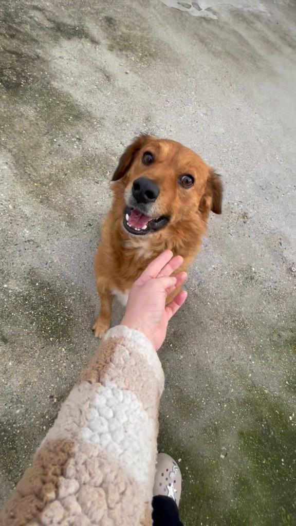 Dom, cachorro de porte pequeno para adoção em Brusque - SC