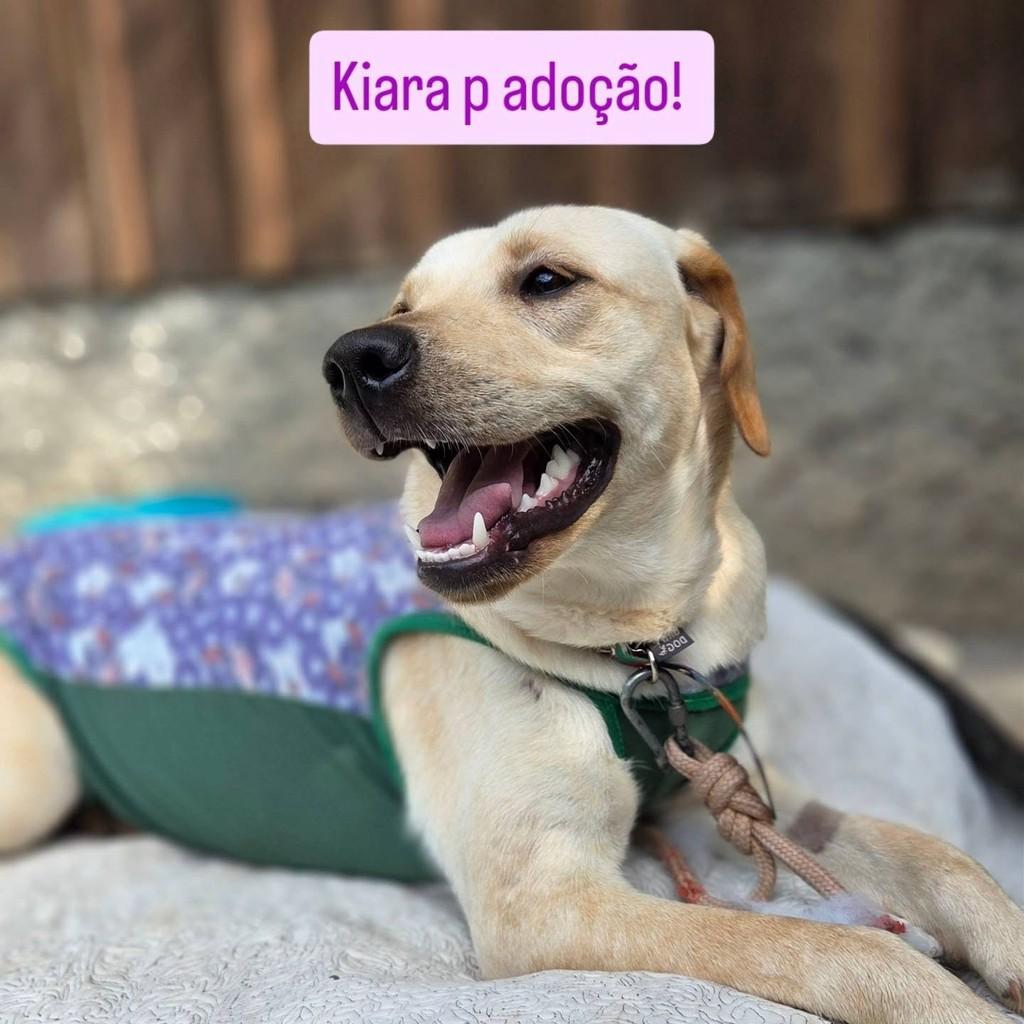 Kiara, cadela de porte médio para adoção em Brusque - SC