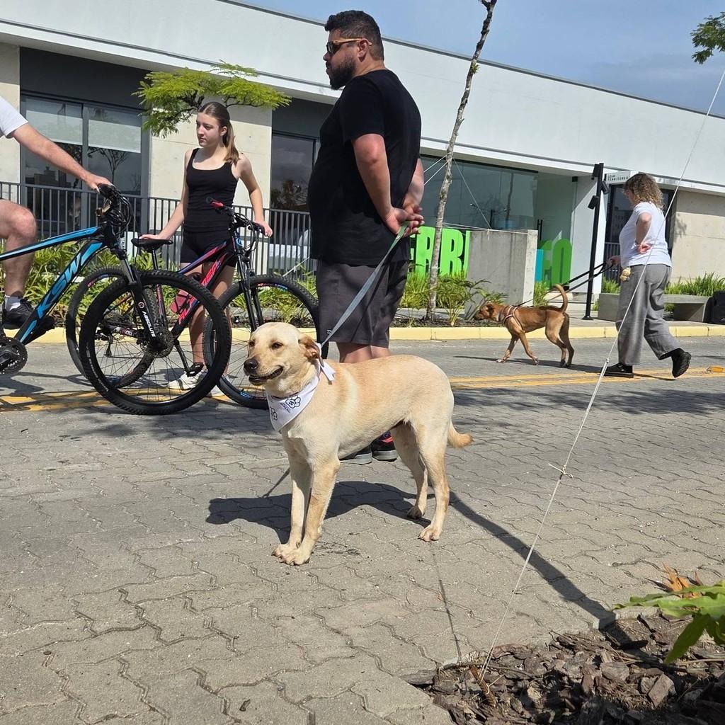 Kiara, cadela de porte médio para adoção em Brusque - SC — foto 2 de 2